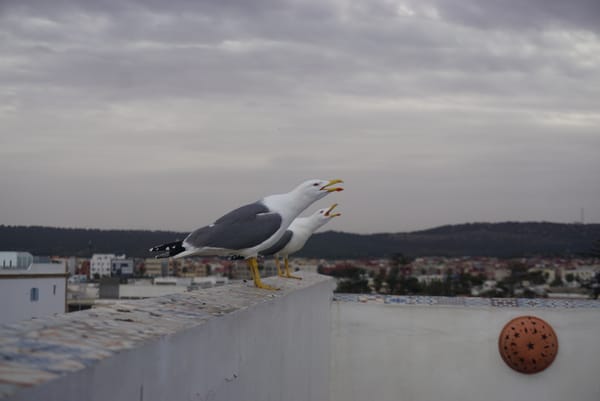 Dvi dienos Essaouira mieste