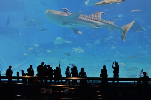 Okinawa / Dešimtoji diena / Churaumi Akvariumas
